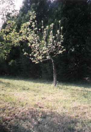 Greffe (jpg - 12,9 Ko)