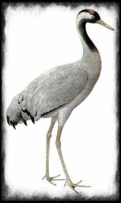 Grue cendre (jpg - 9,99 Ko)