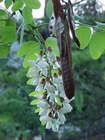 Fleurs d'acacia (jpg - 9,32 Ko)