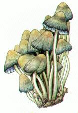 Champignons (jpg - 8,31 Ko)